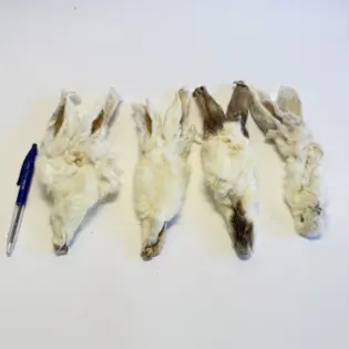 Konijnenoren met haar